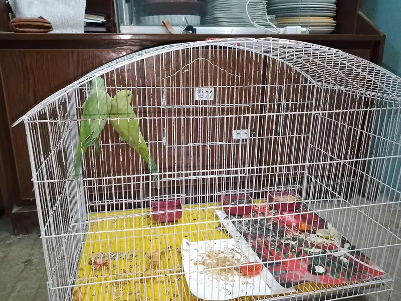Pair for sale with cage 15k or without Cage 13k — photo 2