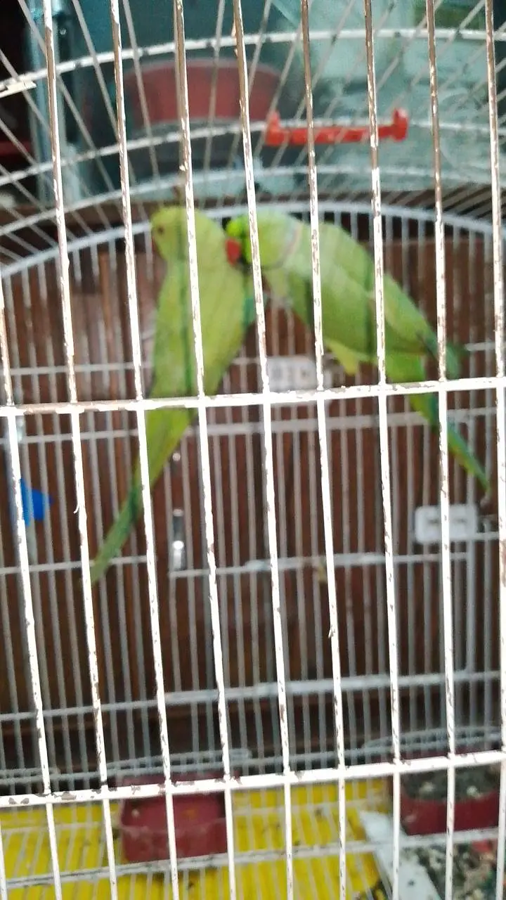 Pair for sale with cage 15k or without Cage 13k — photo 3