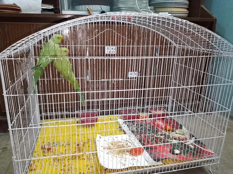 Pair for sale with cage 15k or without Cage 13k — photo 4