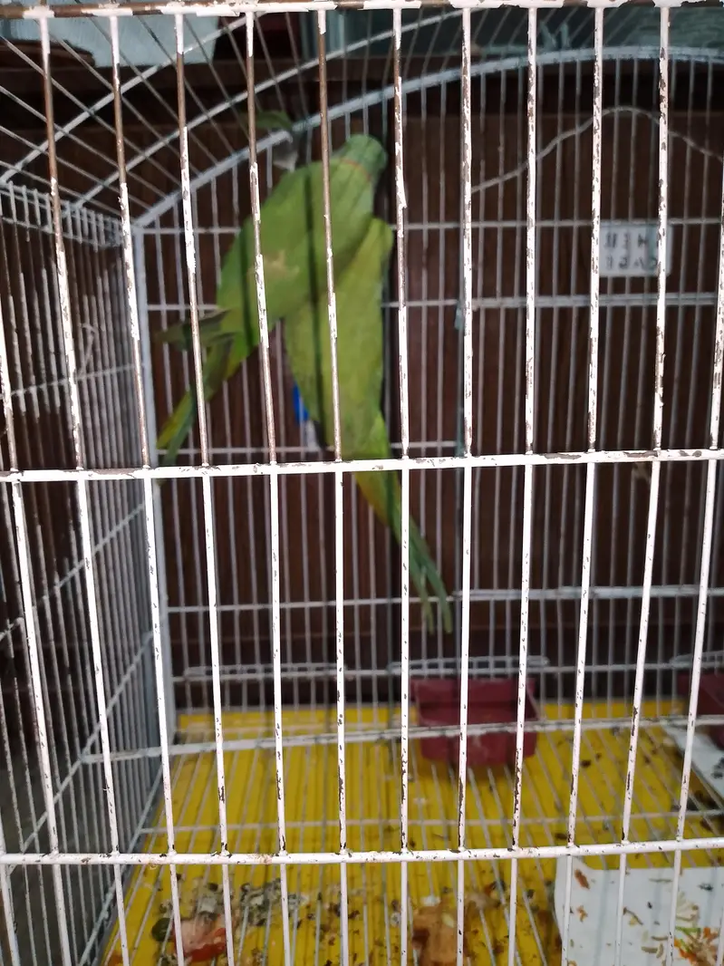 Pair for sale with cage 15k or without Cage 13k — photo 5