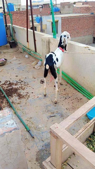 4 dant doodh wali bakri Ablack bakri pure shonk wali cheez 4 dant hoi