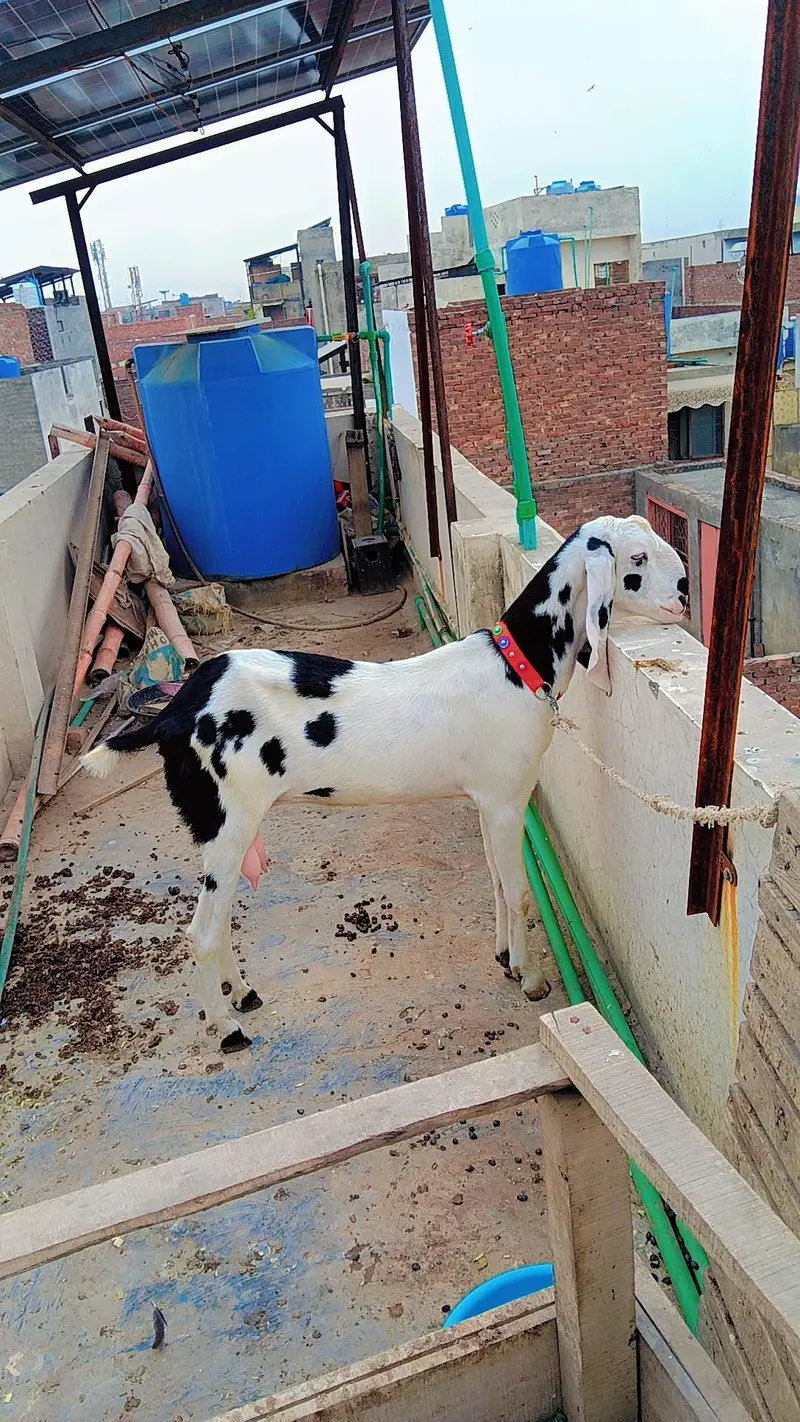 4 dant doodh wali bakri Ablack bakri pure shonk wali cheez 4 dant hoi