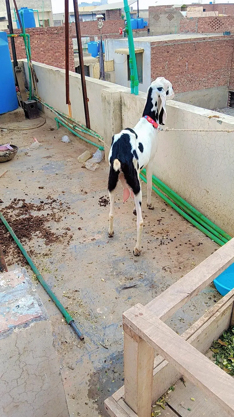 4 dant doodh wali bakri Ablack bakri pure shonk wali cheez 4 dant hoi — photo 2
