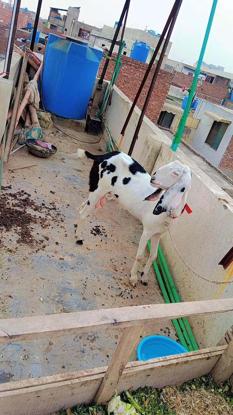 4 dant doodh wali bakri Ablack bakri pure shonk wali cheez 4 dant hoi — photo 3