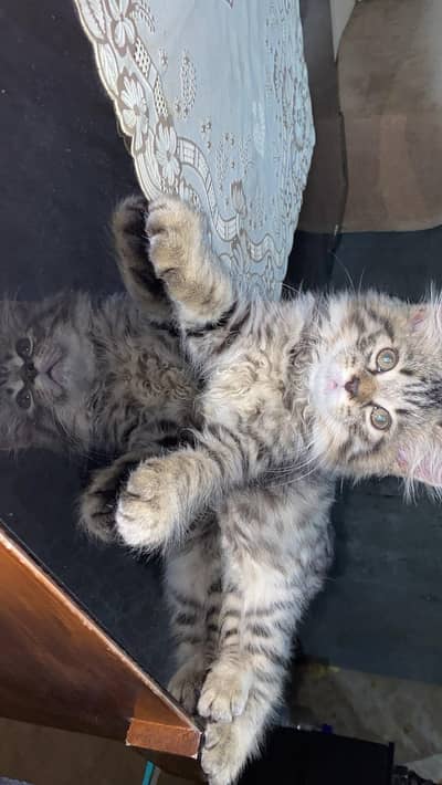 Persian cat