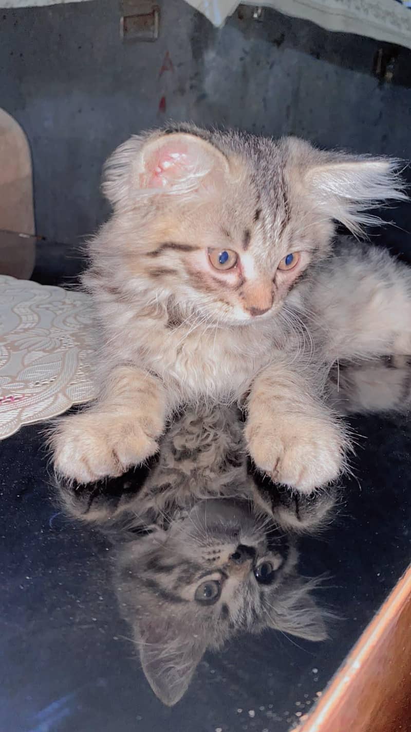 Persian cat 1