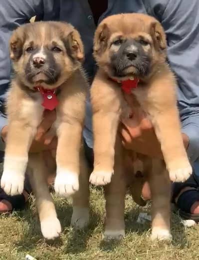 king Kurdish kangal puppies security Dog available for sale