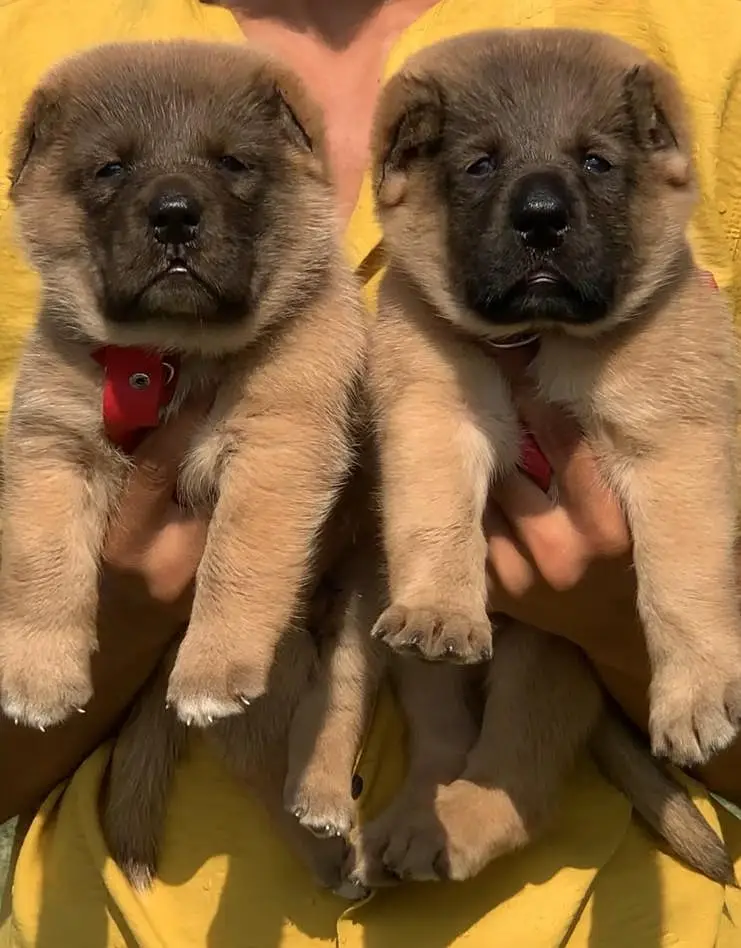 king Kurdish kangal puppies security Dog available for sale — photo 2