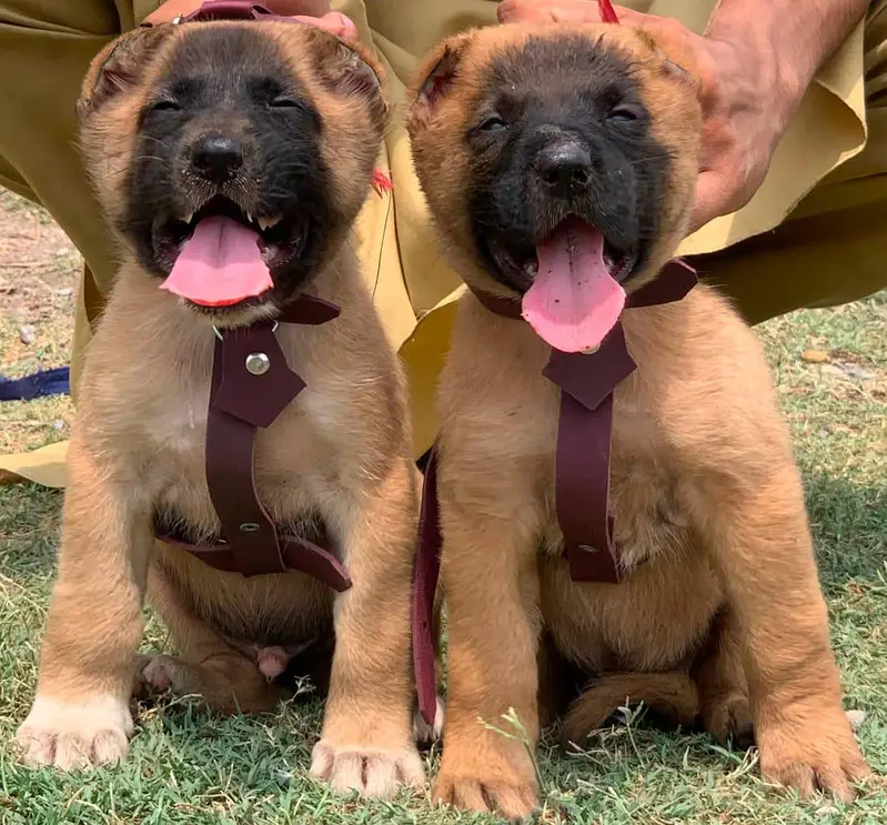 king Kurdish kangal puppies security Dog available for sale — photo 4