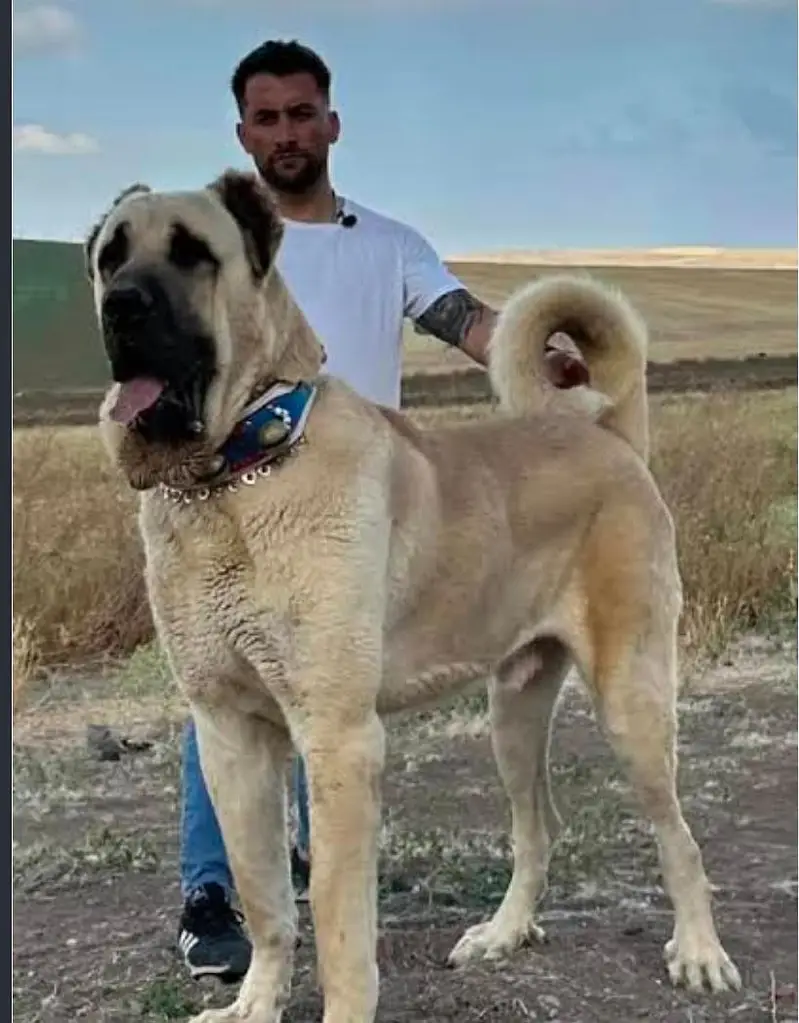 king Kurdish kangal puppies security Dog available for sale — photo 5