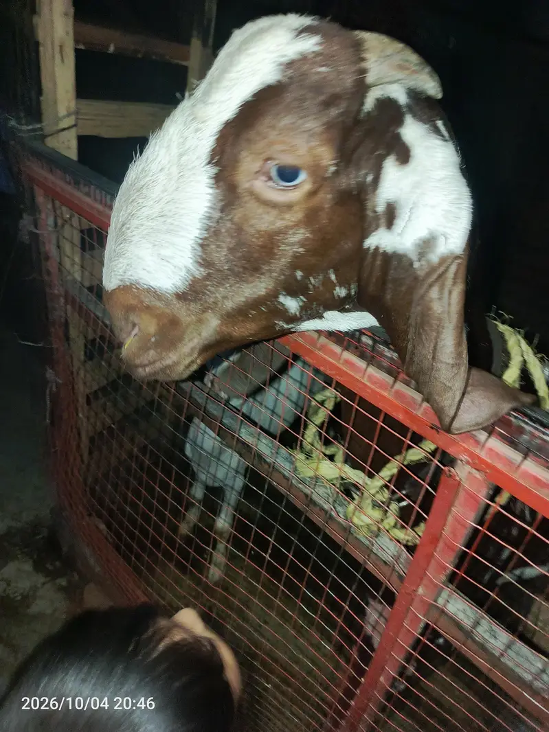 makhi chini long height big face bakri