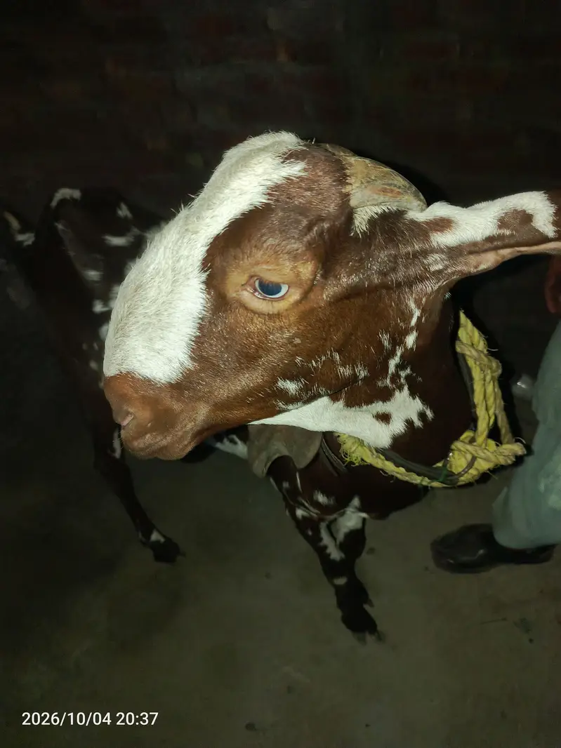 makhi chini long height big face bakri — photo 2