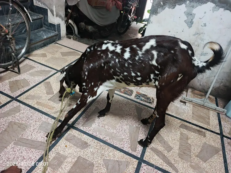 makhi chini long height big face bakri — photo 3