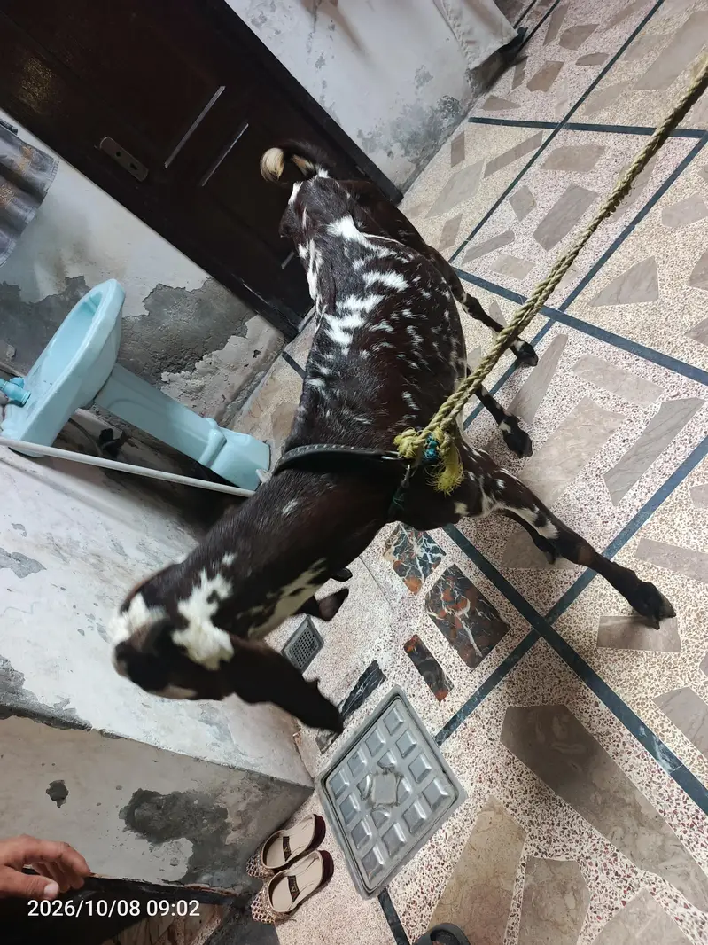 makhi chini long height big face bakri — photo 4