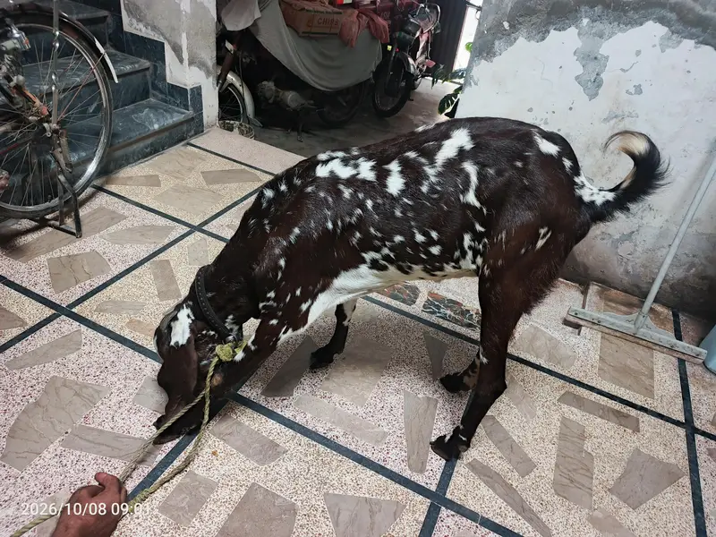 makhi chini long height big face bakri — photo 5