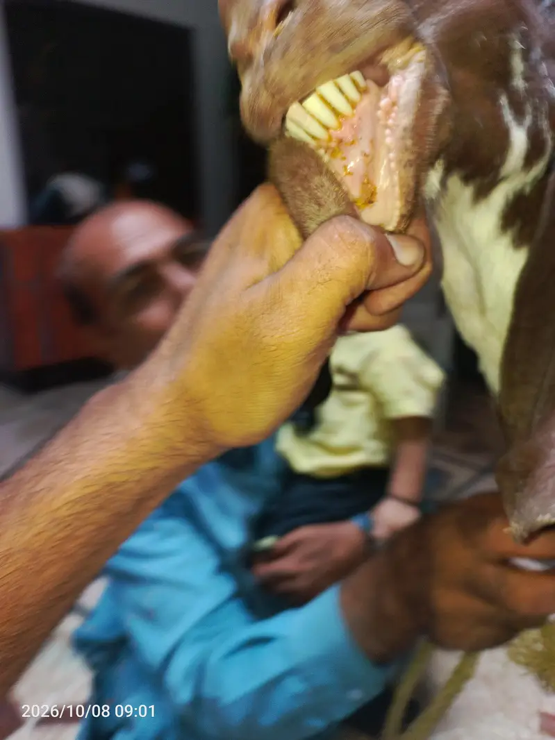 makhi chini long height big face bakri — photo 6