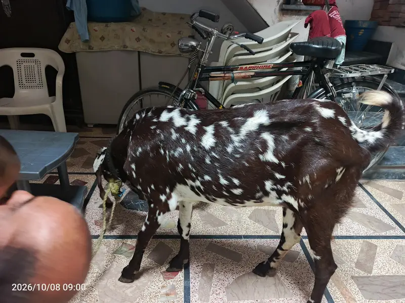 makhi chini long height big face bakri — photo 7