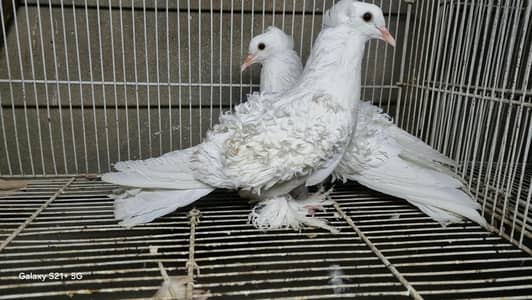 White Frill Fancy Pegion Pair
