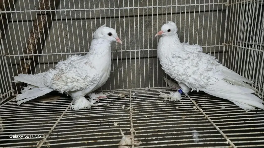 White Frill Fancy Pegion Pair — photo 2