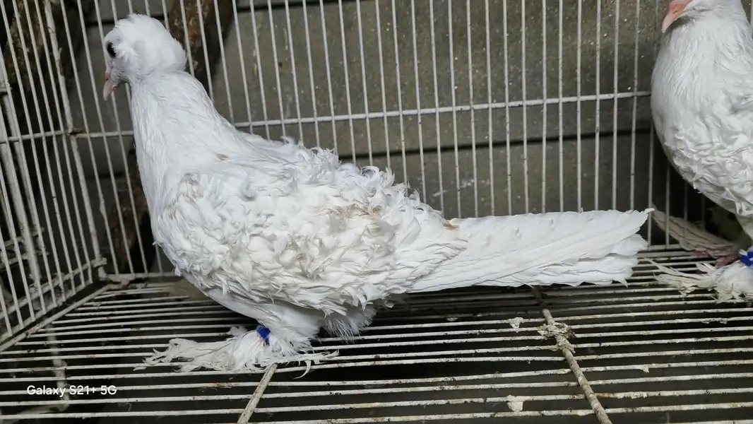 White Frill Fancy Pegion Pair — photo 3