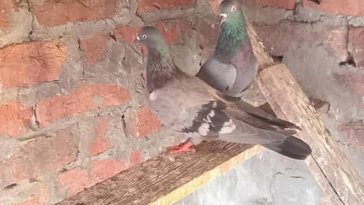 Nela Pair guaranteed eggs & babies