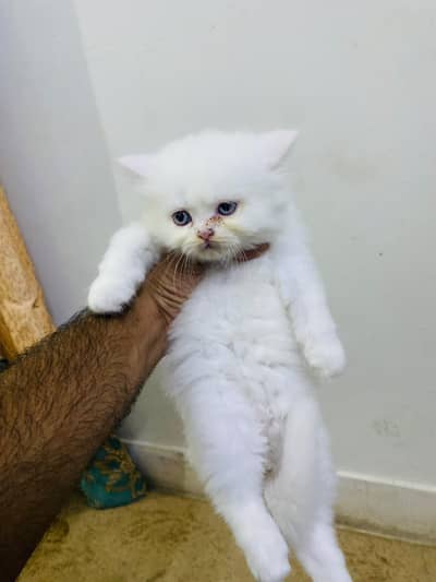 Beautiful Kitten Double Color Eyes