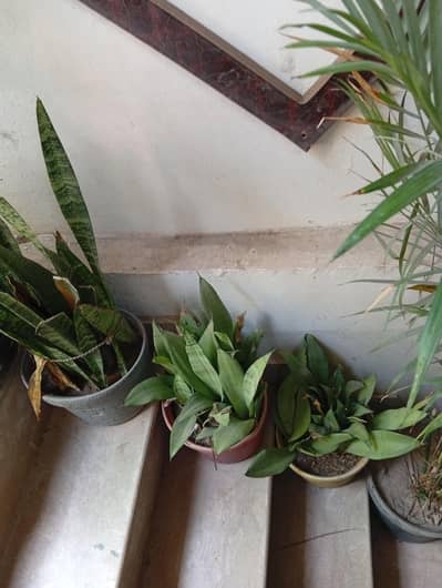 indoor and outdoor plants for sale