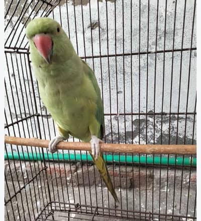 Green parrot female