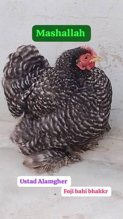 coco bantam chicks available premium quality