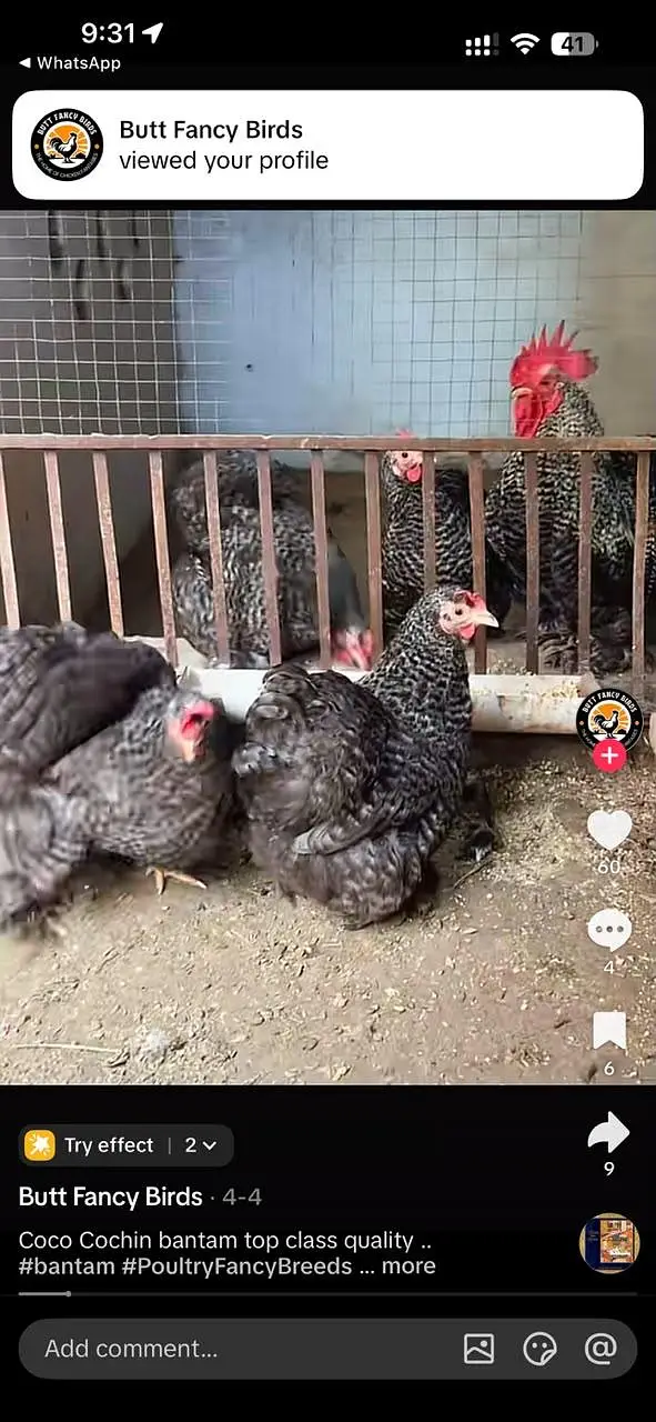 coco bantam chicks available premium quality — photo 2