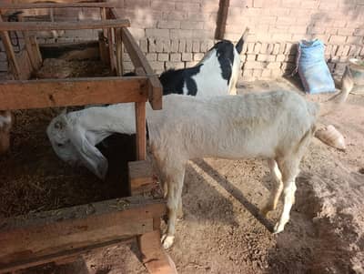 makki chenii breed