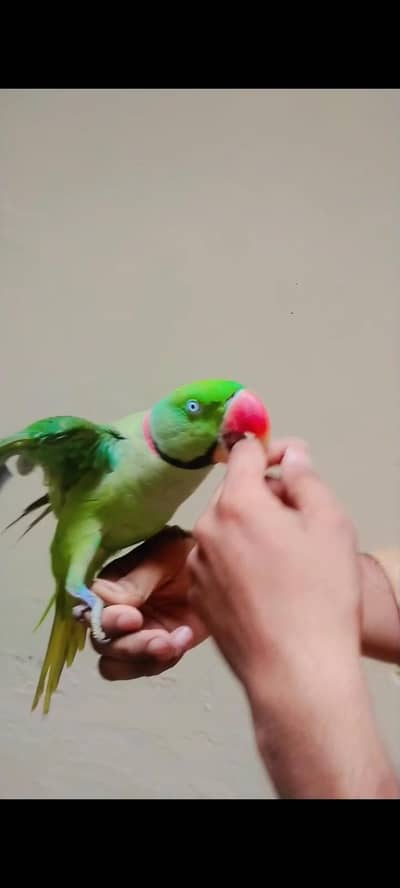 raw male sami tame hn both hi pyra or breeder male hn