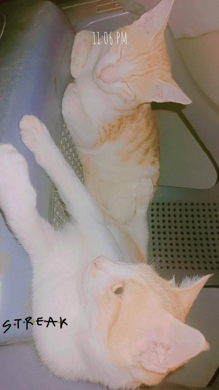 Animals 0