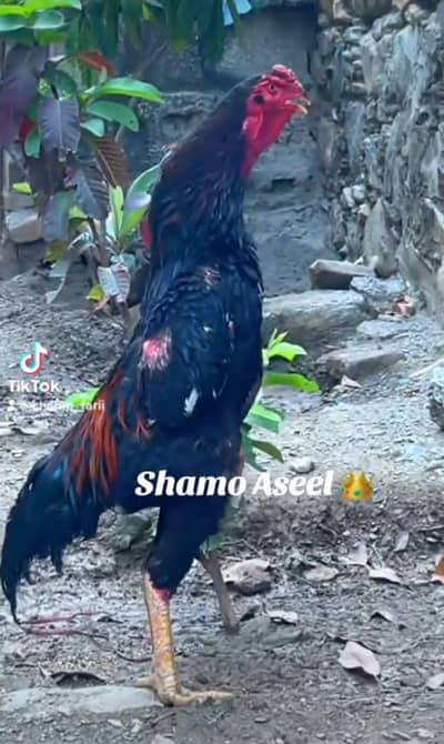 Shamo Aseel King breeder
