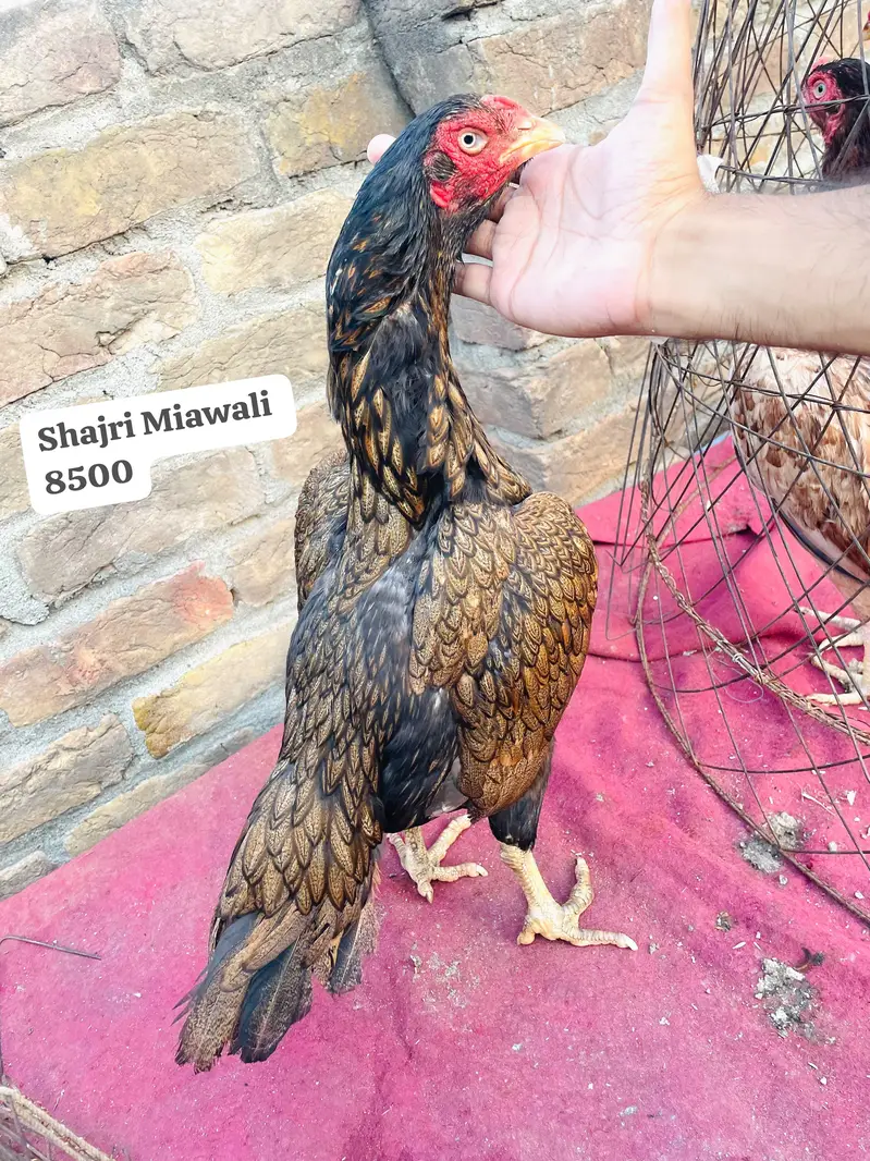 Miawali Quality Aseel — photo 3