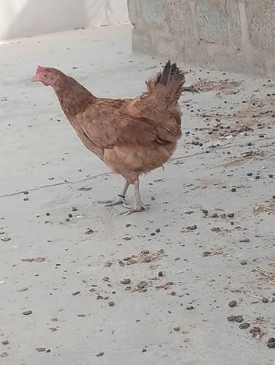 Yellow ringneck/ Lohman/misri hens