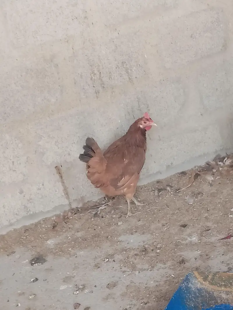 Yellow ringneck/ Lohman/misri hens — photo 2