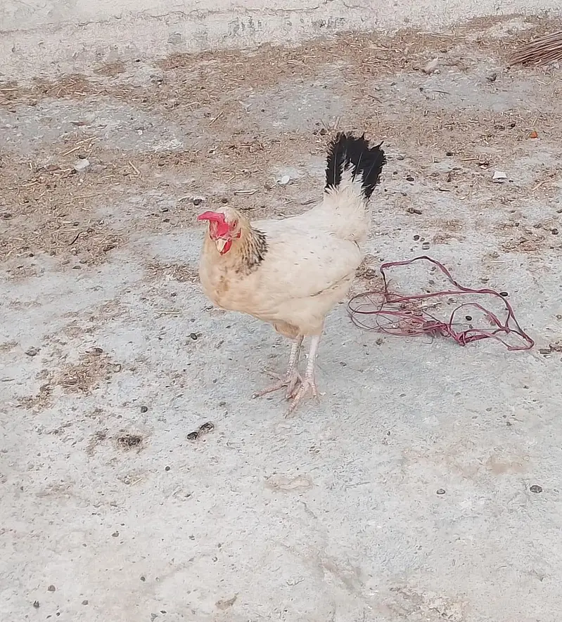 Yellow ringneck/ Lohman/misri hens — photo 3