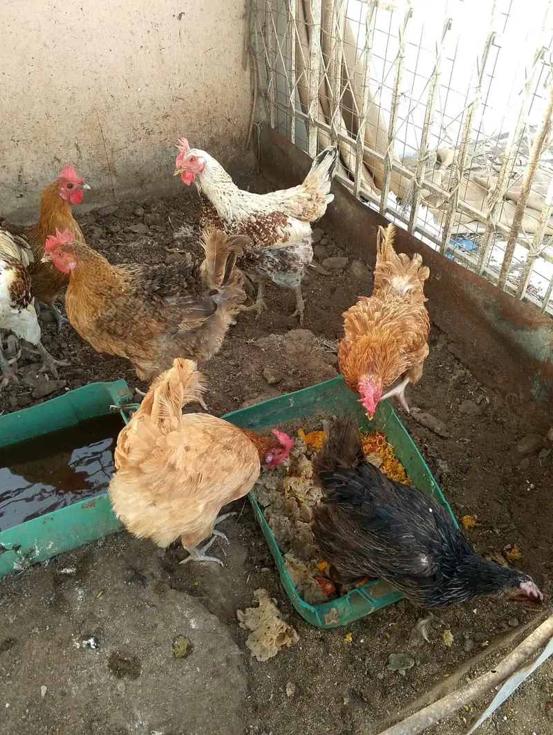 Yellow ringneck/ Lohman/misri hens — photo 4