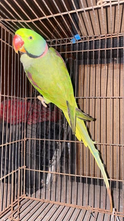 Alexander raw parrot
