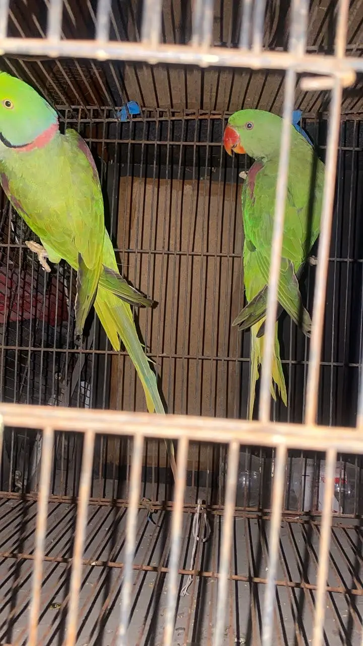 Alexander raw parrot — photo 2