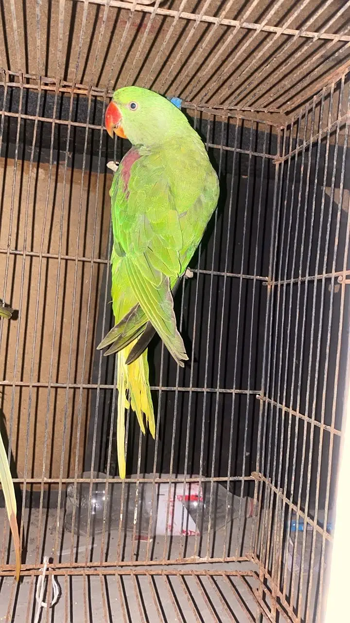 Alexander raw parrot — photo 3