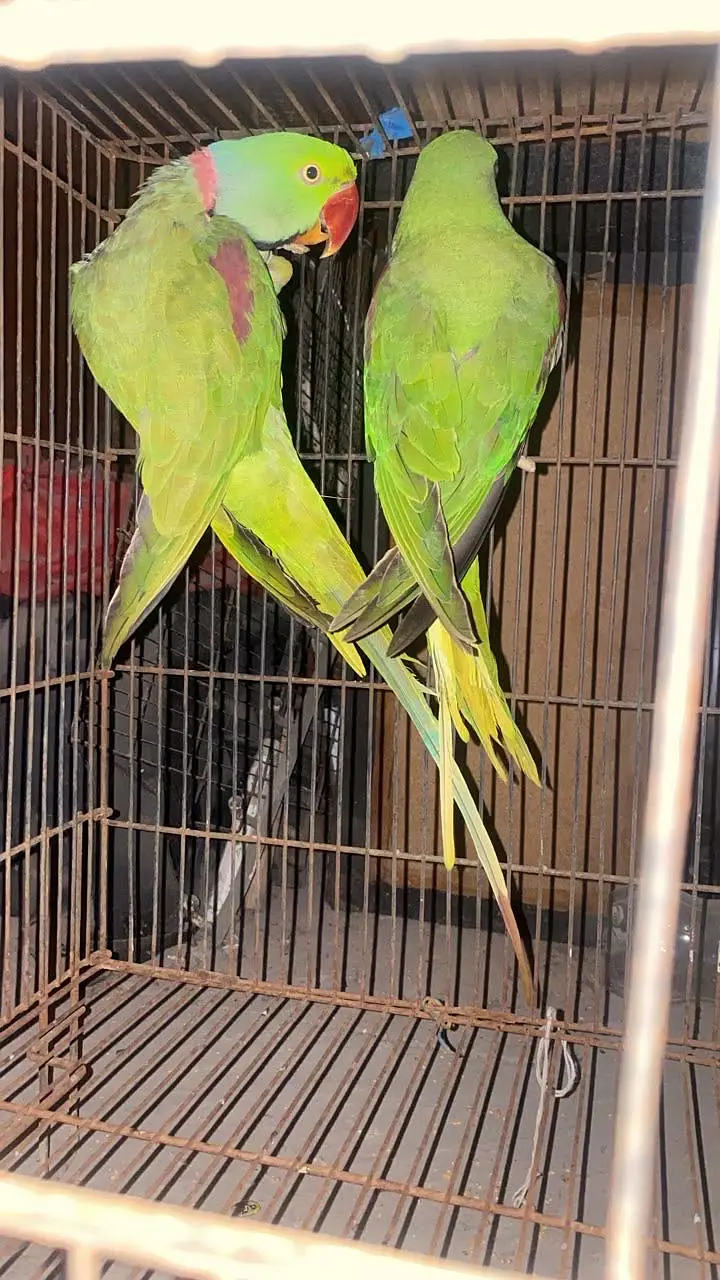 Alexander raw parrot — photo 4