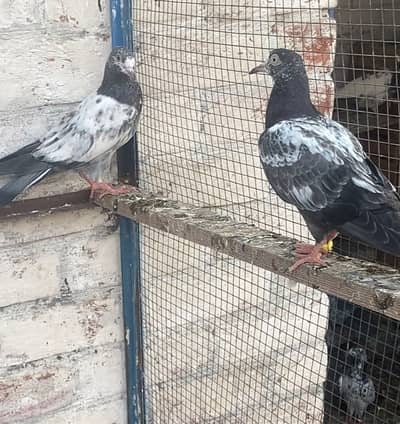 20 Kabootar  [High Flying Pathe ] 2500 each- Teddy, cont : 03240635147