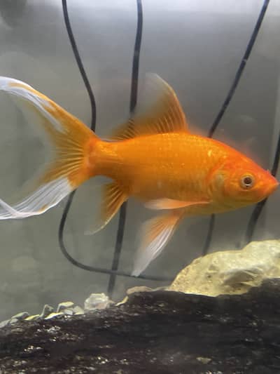 Gold fish high fin