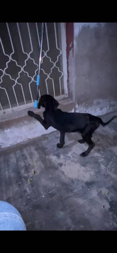 pointer male puppy availabe for sale