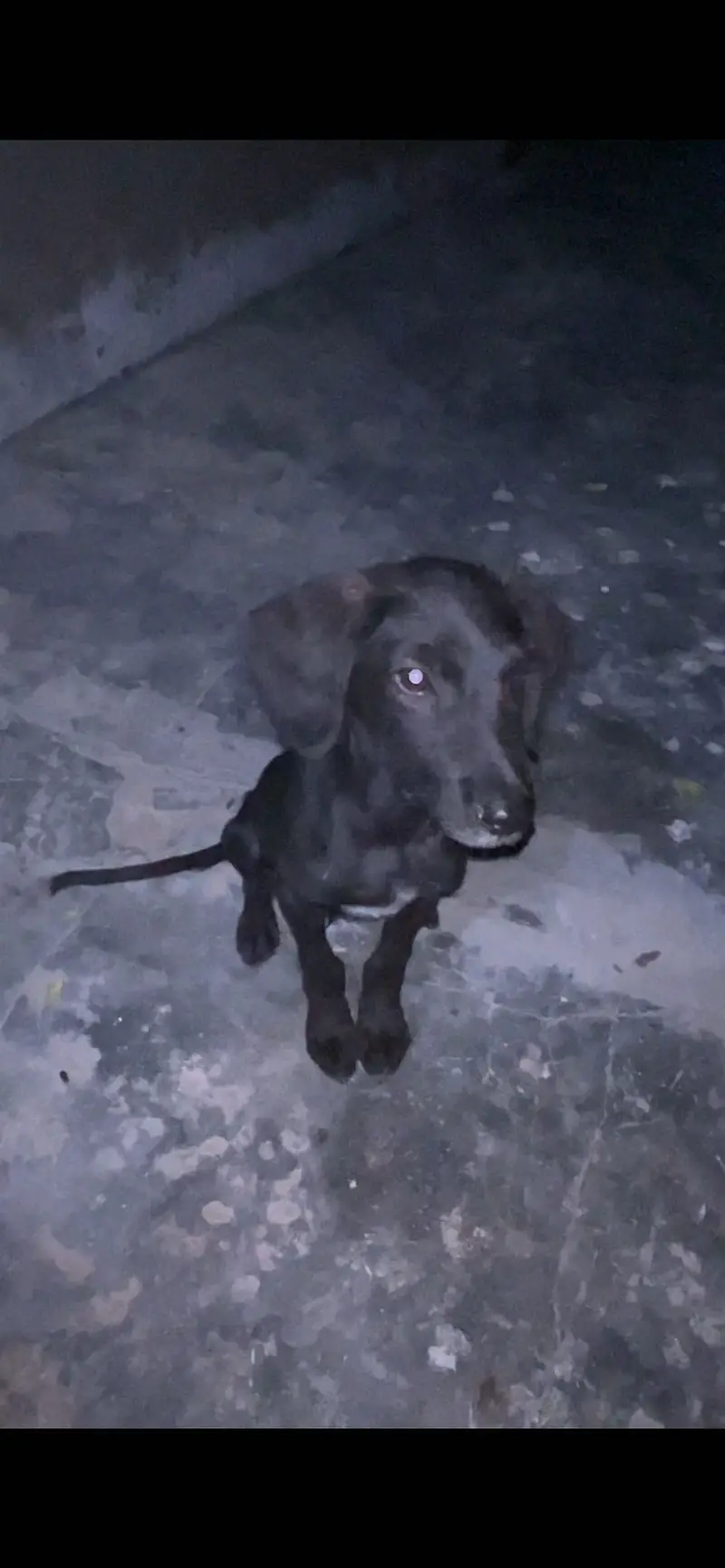 pointer male puppy availabe for sale — photo 2