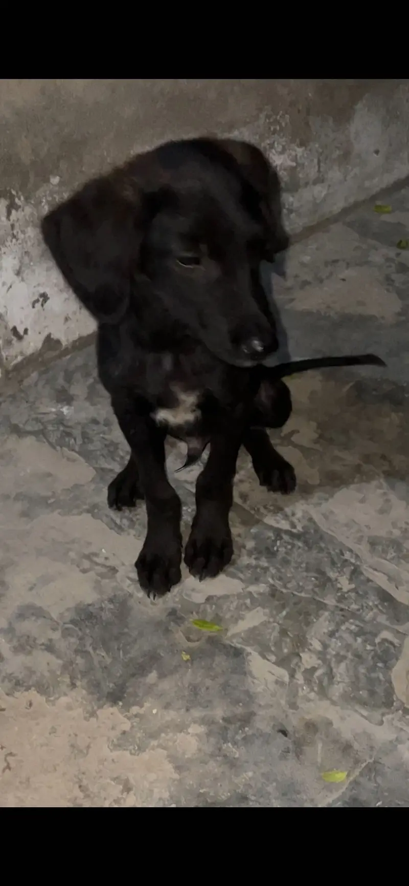 pointer male puppy availabe for sale — photo 3