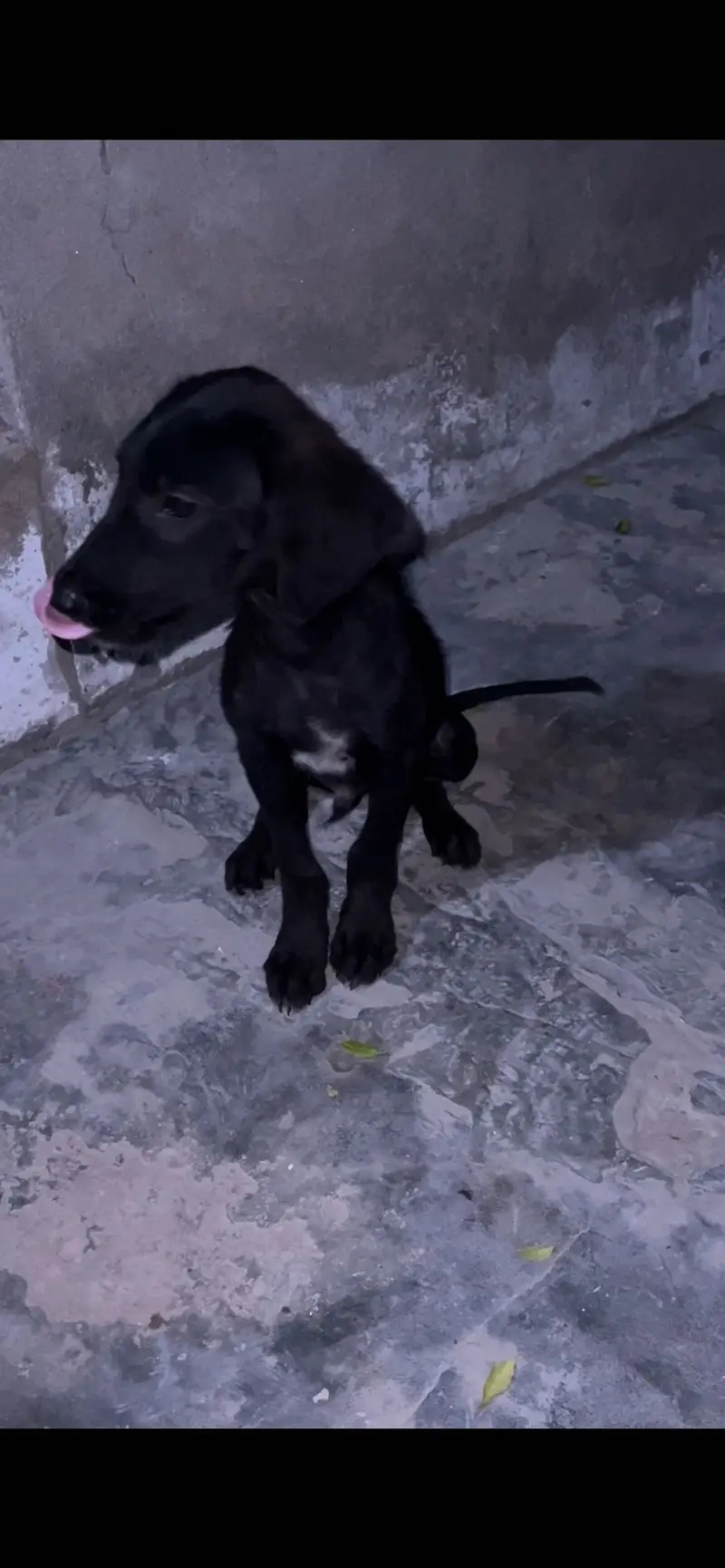 pointer male puppy availabe for sale — photo 4