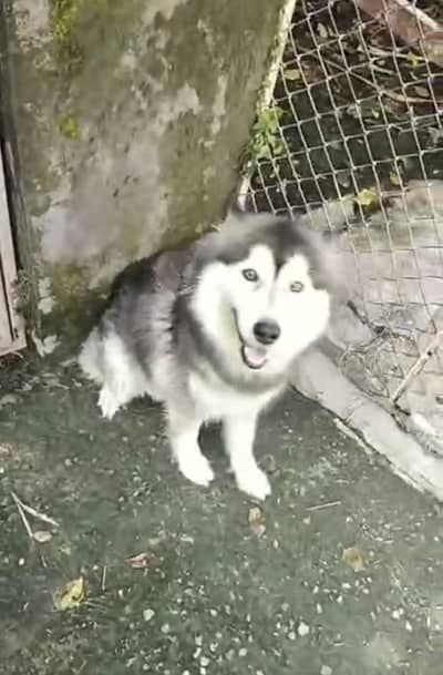 woolly coat breeder female